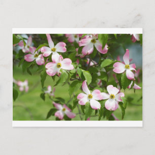 Vår Blooming Rosa Dogwood Blommars Vykort