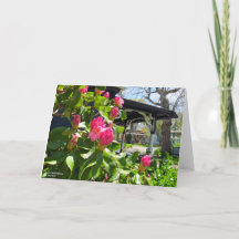 Vår Blooms i kuststaden - Martha's Vineyard