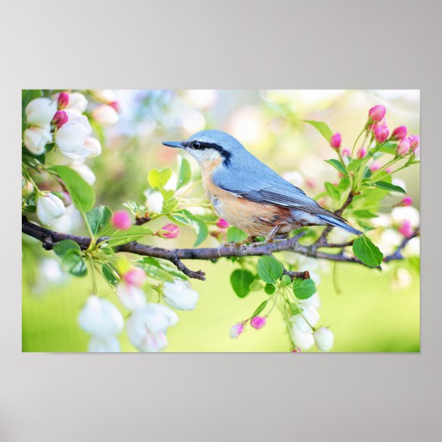 Vår Blue Bird on Cherry Träd med Blommar Poster (Framsidan)