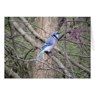 Vår Blue Jay Card OBS Kort