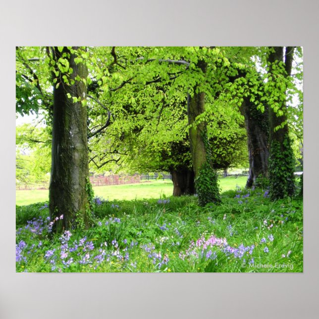 Vår Bluebell Forest Print Poster (Framsidan)