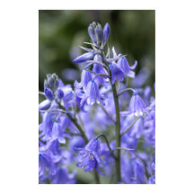 Vår Bluebells efter regnet
