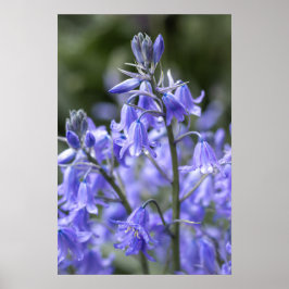 Vår Bluebells efter regnet Poster