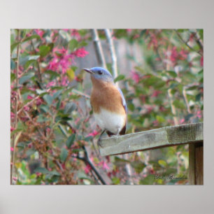 Vår Bluebird Poster