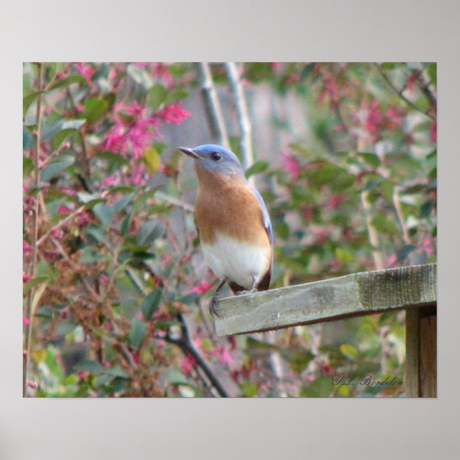 Vår Bluebird Poster (Framsidan)