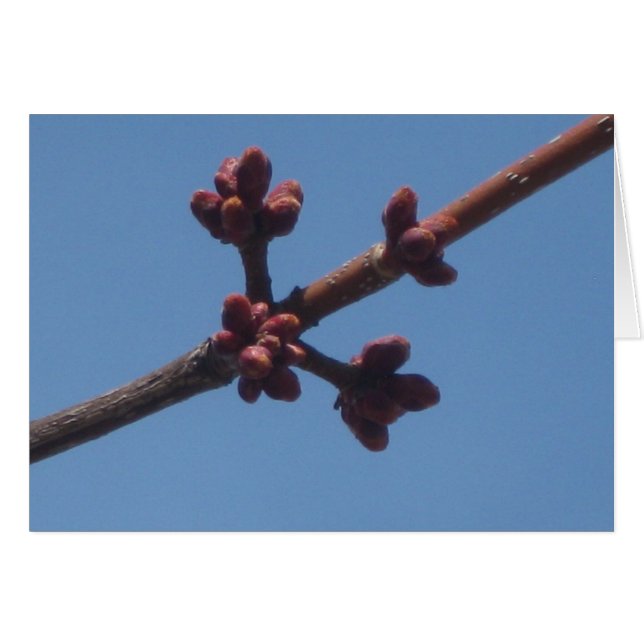 Vår börjar växa fram hälsningskort (Framsidan Horizontal)