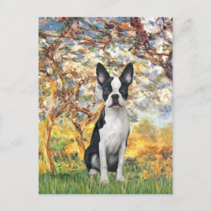 Vår - Boston Terrier #1 Vykort