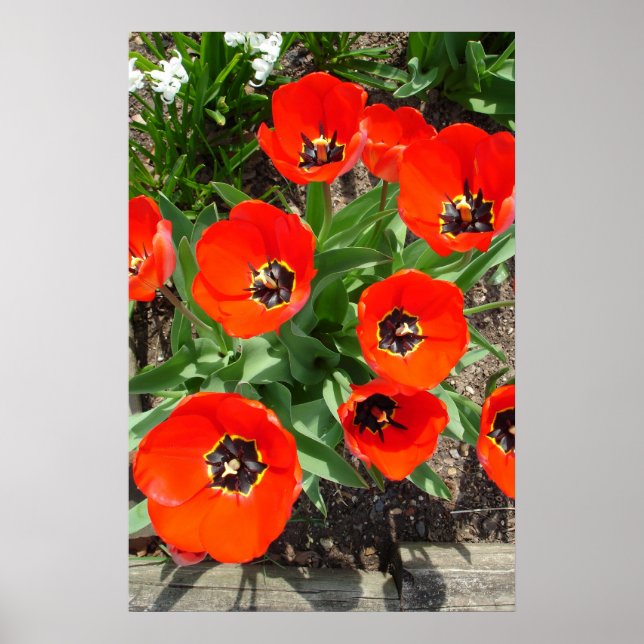 Vår Burst Poster (Framsidan)