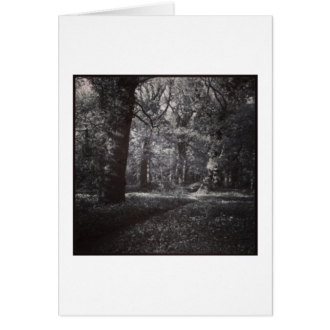 Vår Bute Park, Cardiff, Wales Hälsningskort (Framsidan)