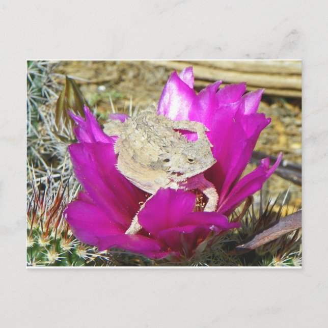 Vår Cacti Backyard Blooms A Lizard Vykort (Framsida)