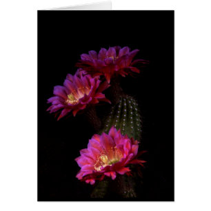 Vår Cactus blomtrio Hälsningskort