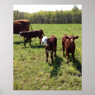 Vår Calves Poster