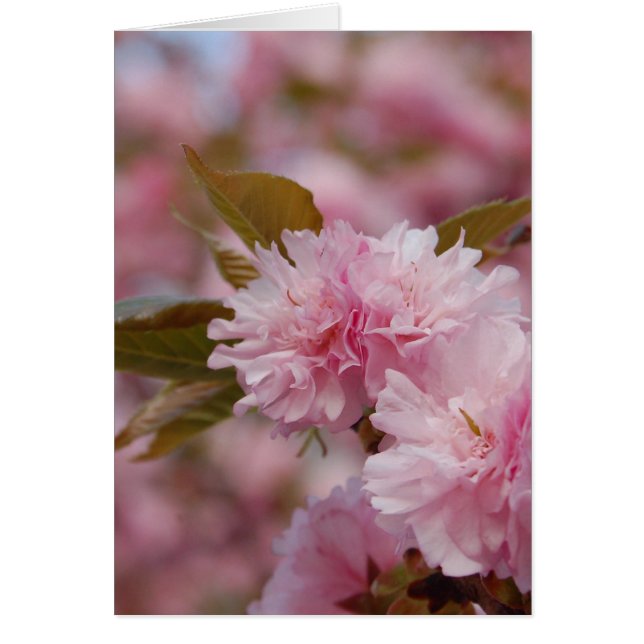 Vår Cherry Blommar Hälsningskort (Framsidan)
