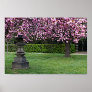Vår Cherry-Blommar Poster