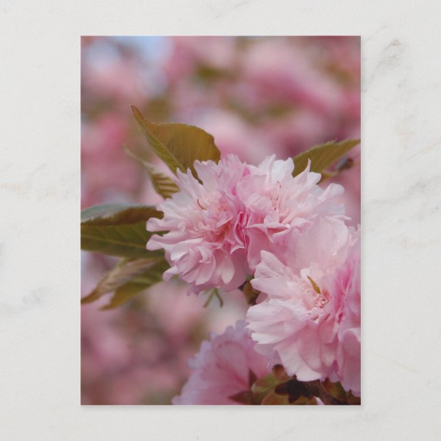 Vår Cherry Blommar Vykort (Framsida)