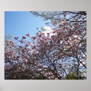 Vår Cherry Blommars Poster