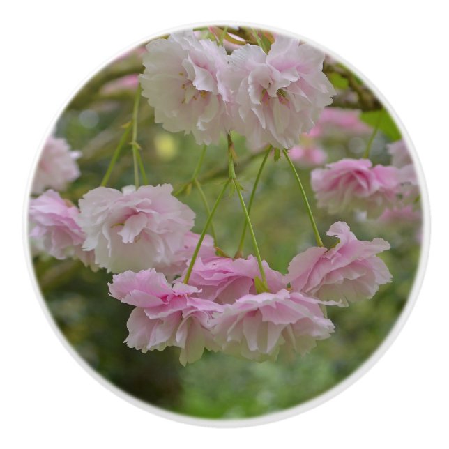 Vår Cherry Träd Blommar Drawer Knob Knopp (Framsidan)