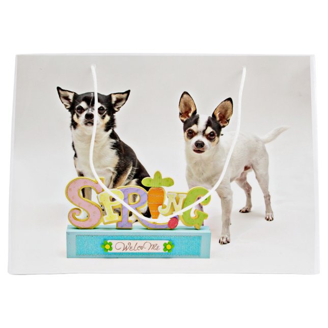 Vår Chihuahuas (Framsidan)