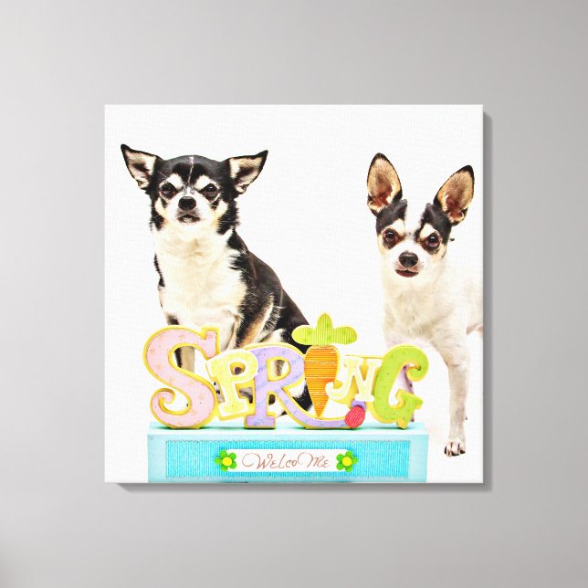 Vår Chihuahuas Canvastryck (Framsida)