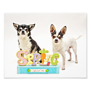 Vår Chihuahuas Fototryck