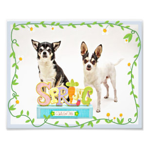 Vår Chihuahuas Fototryck