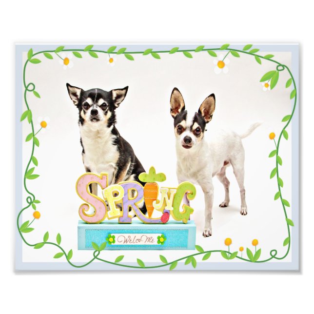 Vår Chihuahuas Fototryck (Framsidan)