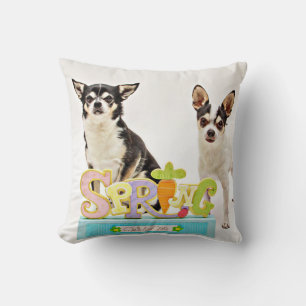 Vår Chihuahuas Kudde