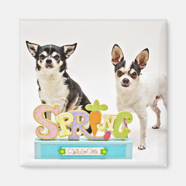 Vår Chihuahuas Magnet (Framsidan)