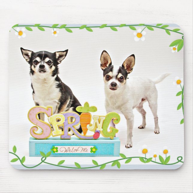 Vår Chihuahuas Musmatta (Framsidan)