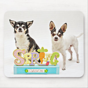 Vår Chihuahuas Musmatta