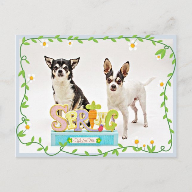 Vår Chihuahuas Vykort (Framsida)