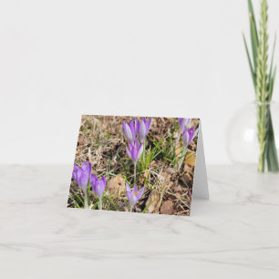 Vår Crocus Blooms ll Helgkort