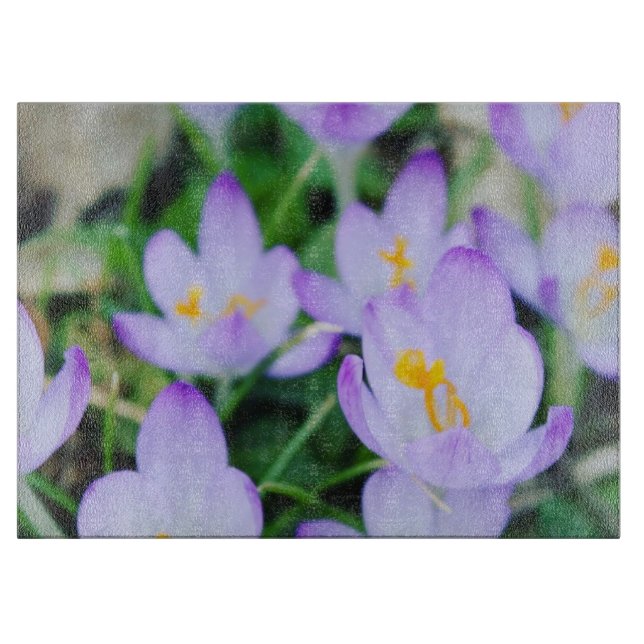 Vår Crocus Close Up (Framsidan)