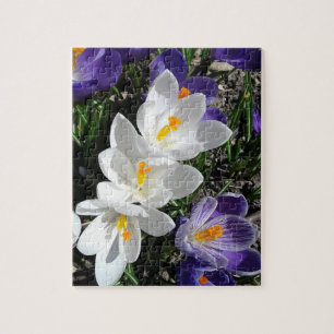 Vår Crocus Flowers i parken Pussel