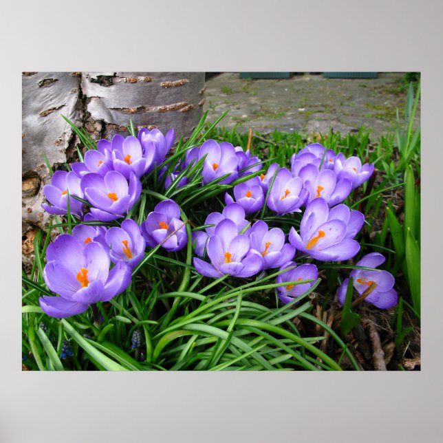 Vår Crocus Poster (Framsidan)