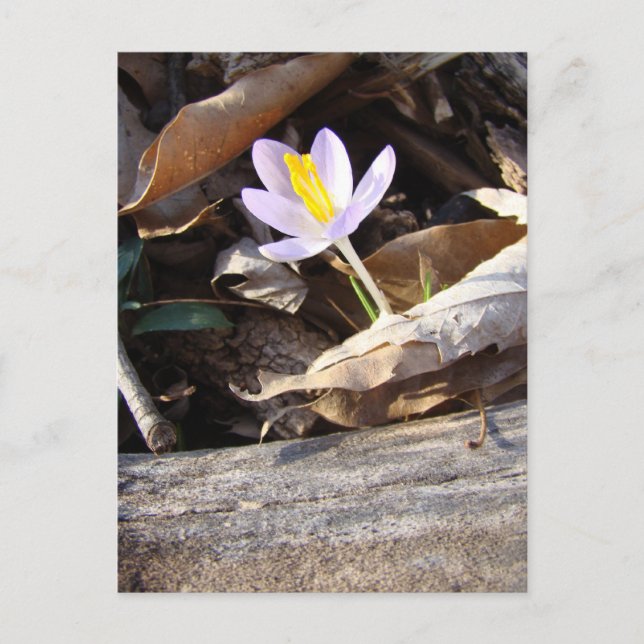Vår Crocus Vykort (Framsida)