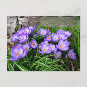 Vår Crocus Vykort