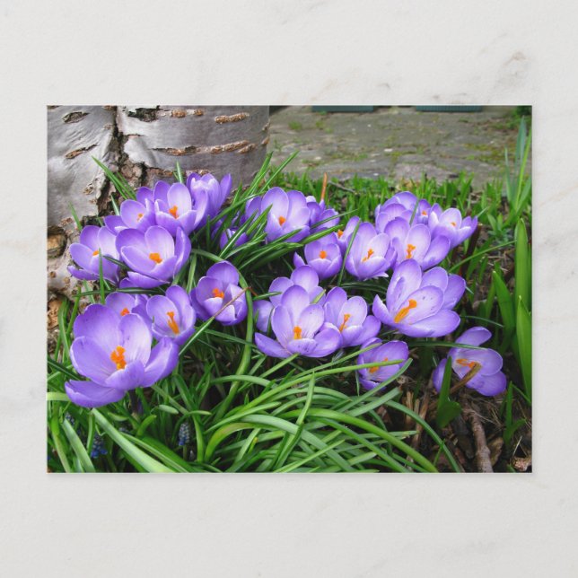 Vår Crocus Vykort (Framsida)