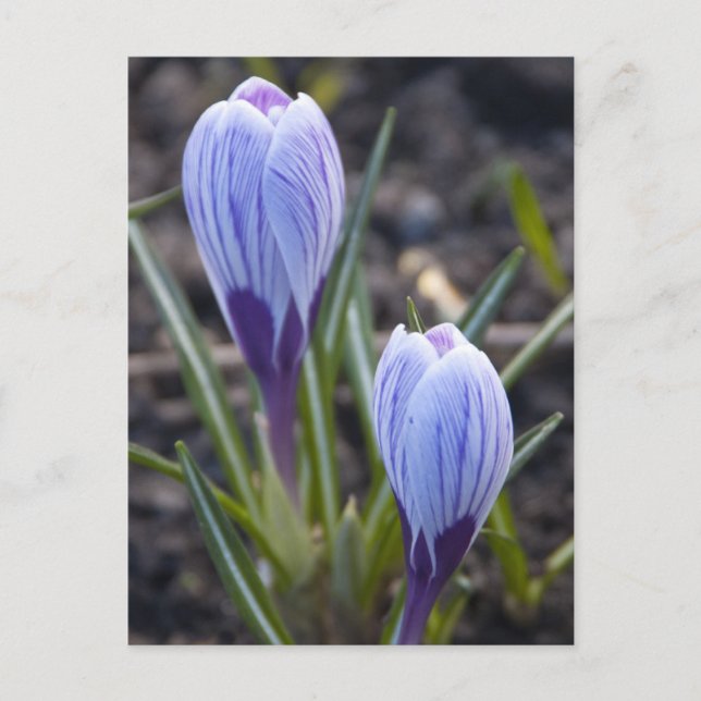 VÅR CROCUS VYKORT (Framsida)