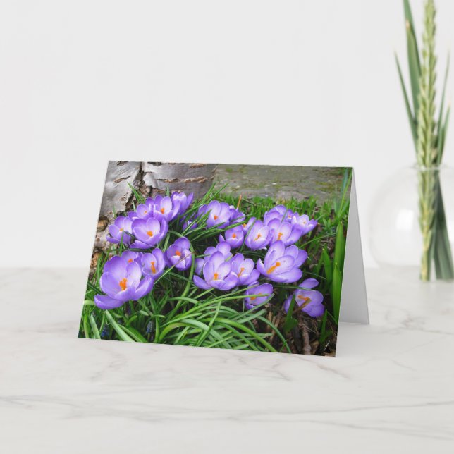 Vår Crocuses Helgkort (Framsida)