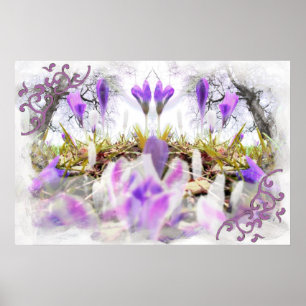 Vår Crocuses Poster