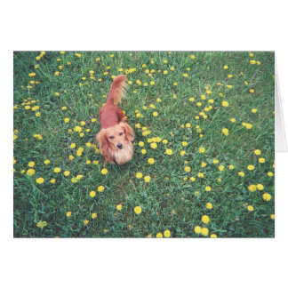 VÅR DACHSHUND-DUBLIN-THE GRASS "IS" GREENER PÅ DEN HÄLSNINGSKORT