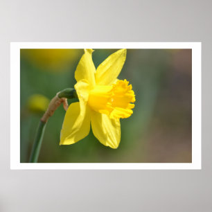 Vår Daffodil Poster