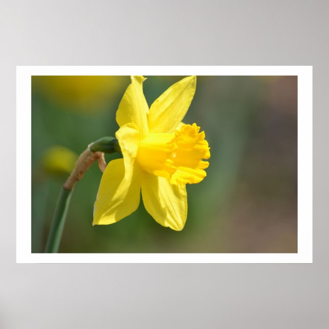 Vår Daffodil Poster (Framsidan)