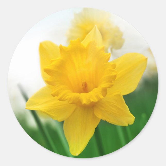 Vår daffodil runt klistermärke (Framsida)
