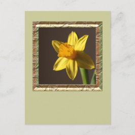 Vår Daffodil Vykort