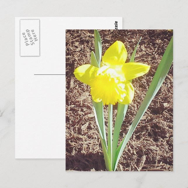 Vår Daffodil-vykort Vykort (Fram/baksida)