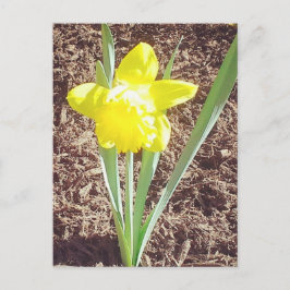Vår Daffodil-vykort Vykort