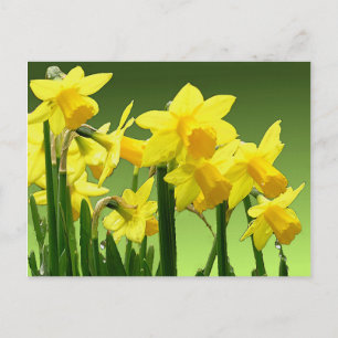 VÅR DAFFODILS AV SHARON SHARPE VYKORT