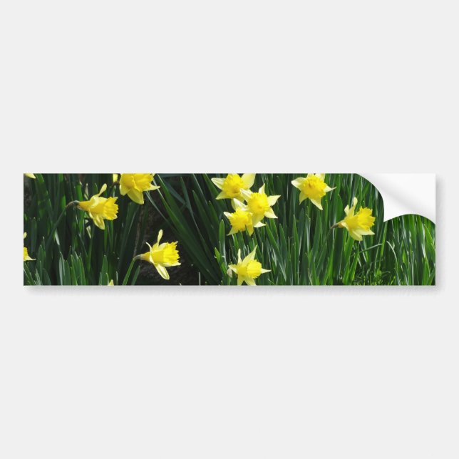 Vår Daffodils Bildekal (Framsidan)